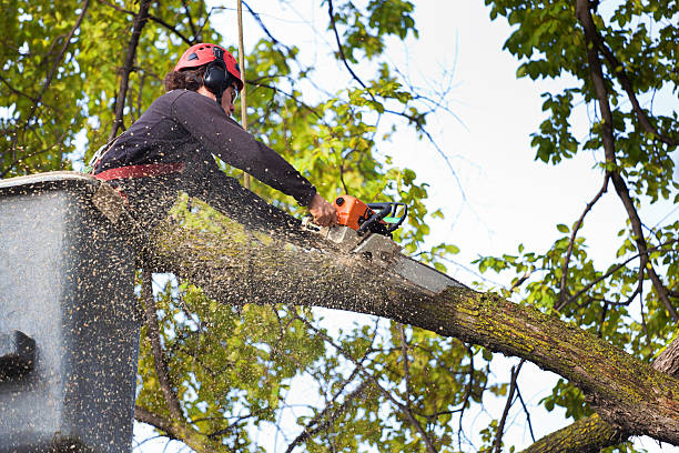 Best Arborist Consultation Services  in Lansdale, PA